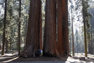 sequoia<br>NIKON D200, 20 mm, 100 ISO,  1/40 sec,  f : 5.6 